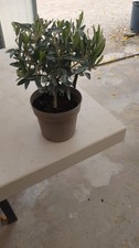 Bonsai di Olivo alt.20 in vaso