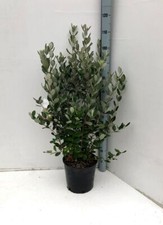 Feijoa "Acca sellowiana"