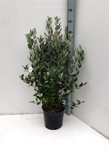 Feijoa acca sellowiana - "acca, sellowiana"