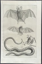 Seba - Bats, Snake. 1-56 -