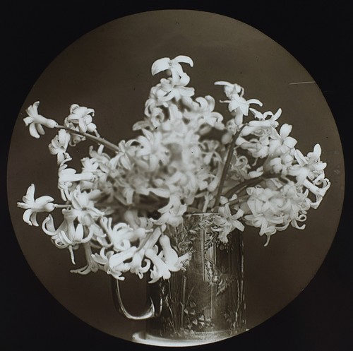 Photograph hyacinth flowers - photograph,
