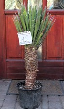 Yucca filifera del Messico, 90