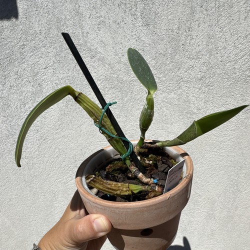 Orchidea cattleya walkeriana - orchidea,