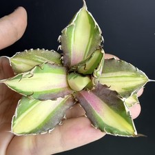 Sale Rare Cacti Agave titanota
