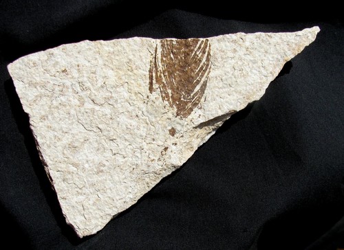 Rarissima piuma fossile - fossile, di