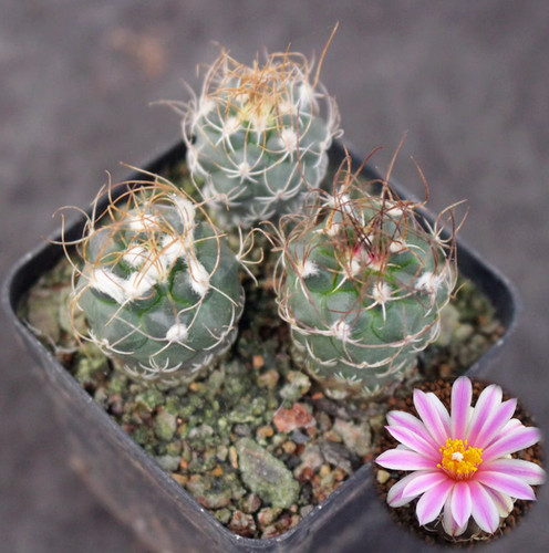 3pcs turbinicarpus - 3pcs,