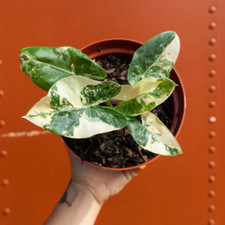 Alocasia Macrorrhiza Variegata