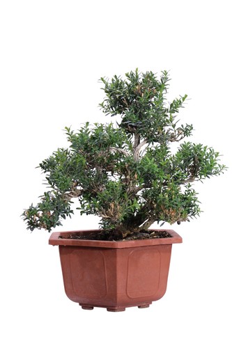 Bonsai vero buxus sinica - vero, o