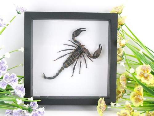 Gigante vero scorpione - ,