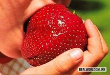 Fragola Gigante – 10 Semi