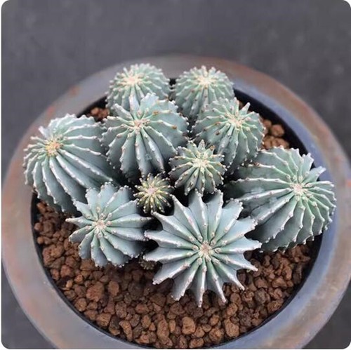 Pianta cactus succulenta - pianta, di