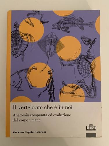 Vincenzo caputo barucchi - caputo,