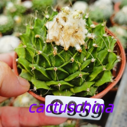 Radicata obregonia denegrii - radicata!!obregonia, denegrii--