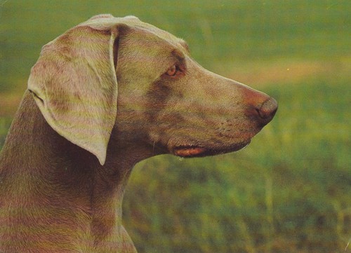 Cartolina weimaraner 1 - weimaraner, #1