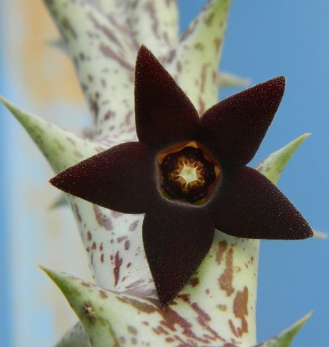 Caralluma hesperidum una - caralluma,