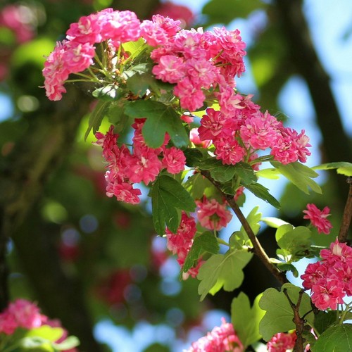 Biancospino fiore rosso