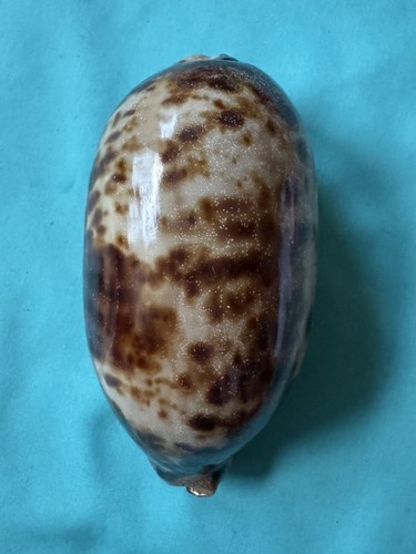 Cypraea testudinaria - xl,