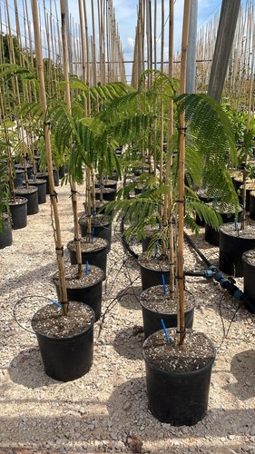 Albizia ombrella grande - albizia, "ombrella"