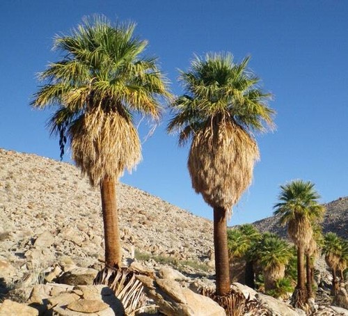Washingtonia filifera palma - filifera,
