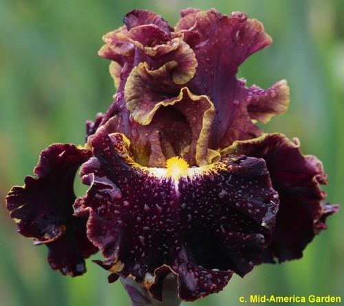 Iris here comes - iris,