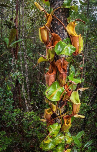 Nepenthes veitchii pianta - nepenthes,