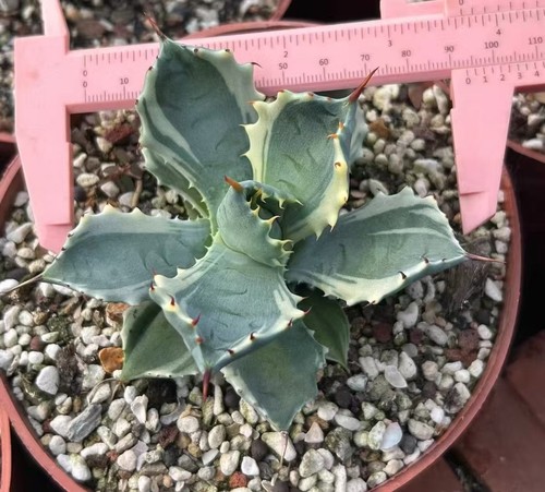 Raro cactus agave isthmensis - raro,