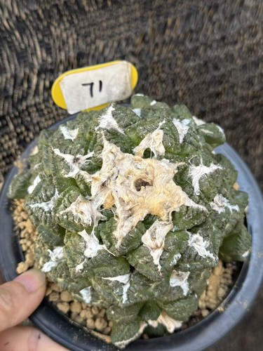 Multi testine ariocarpus - multi,
