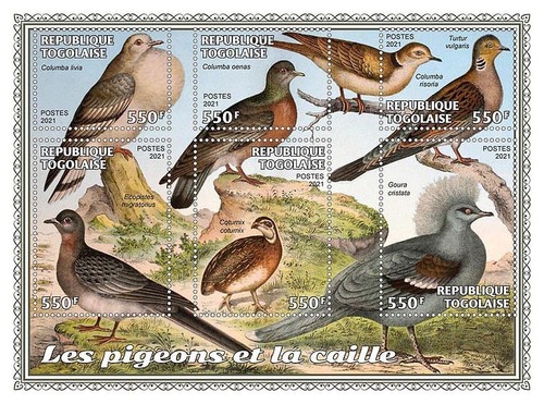 Piccioni quaglie - piccioni, e