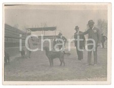 1920 ca BELGIO (?) Cinodromo - Bracco tedesco KURZHAAR - Fotografia anonima