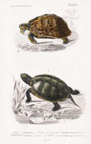 Testudo mauritanica tartaruga - testudo,