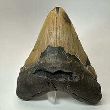 Dente di squalo megalodonte