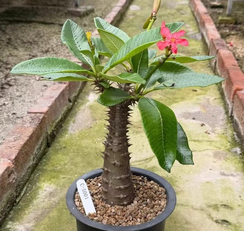 Pachypodium baronii wysiwyg - baronii,