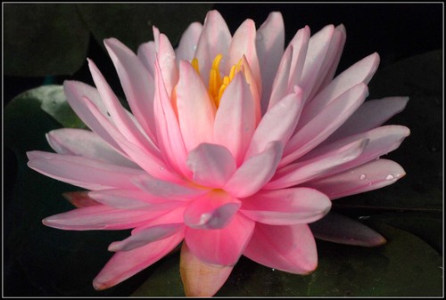 Ninfea leo pink camelia - ninfea,