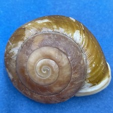 Lucerna mora 42.5mm Jamaica