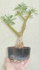 Olea Europaea Olive Pre Bonsai
