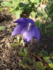 Toraji - fiore palloncino -