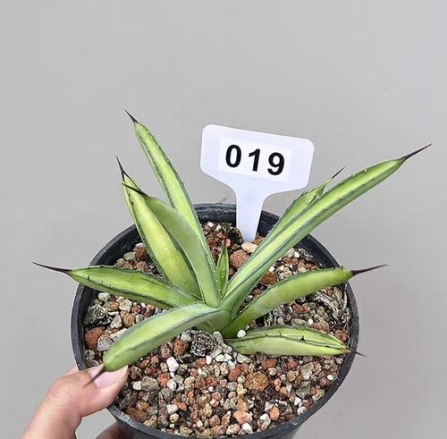 1pcs random pot - pot, rare