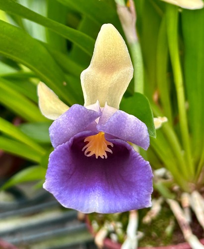 Cochleanthes specie discolor - cochleanthes,
