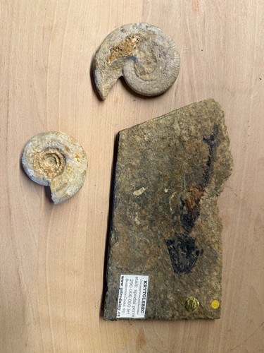 Fossili autentici certificati