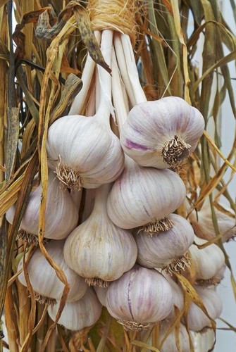 Bulbi aglio italiano - aglio, 100%