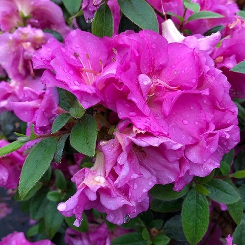 Double purple azalea perfecto - purple,