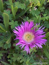 2Talee Carpobrotus Edulis
