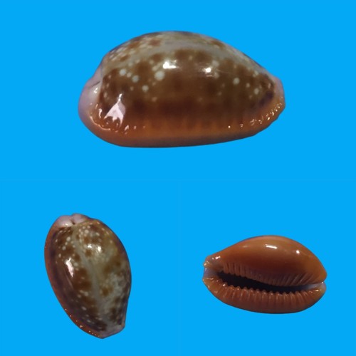 Cypraea helvola meridionalis - cypraea,