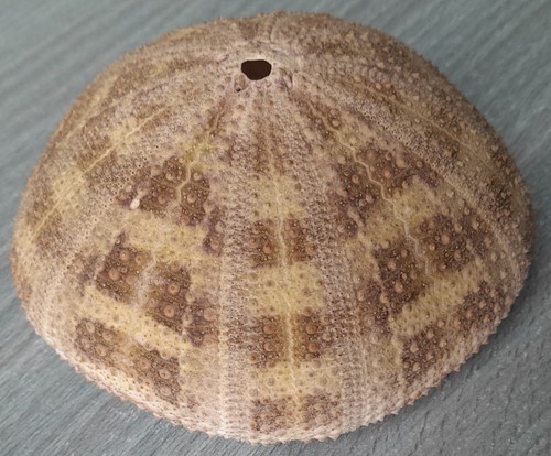 Fossile riccio mare - riccio,