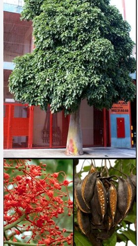 300 semillas árbol de - de,