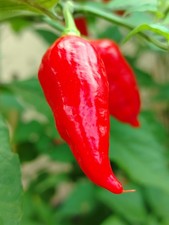 10 Semi Di Peperoncino Naga