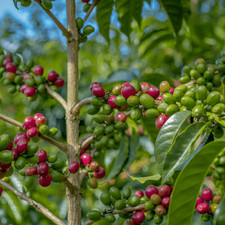 Semi di Caffè Sidra - 120