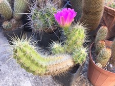 Cactus echinocereus stramineus - echinocereus,