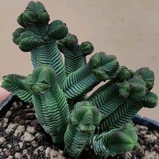 Crassula pyramidalis (Namibia)