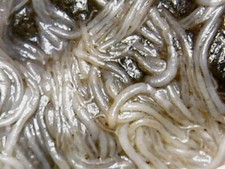 Starter inoculo di grindal